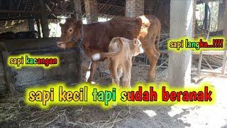 SAPI KACANGAN