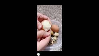 ASMRHAVE YOU SEEN AND TRIED THIS QUAIL EGGS BEFORELET'S PEEL QUAIL EGGSHOW TO PEELVIRAL EGG