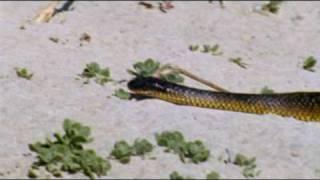 The Tiger Snake