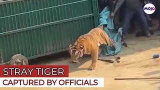 Watch | Dramatic Video Of Philbhit Tiger Rescue | Tiger Spotted Relaxing On Gurudwara Wall in UP