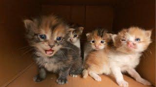 20 Days Old Kittens Desperately  Crying Out Loud for Mom