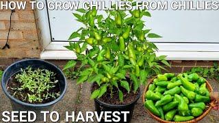 how to grow chillies at home|how to grow chilli from chilli, more chillies per plant seed to harvest