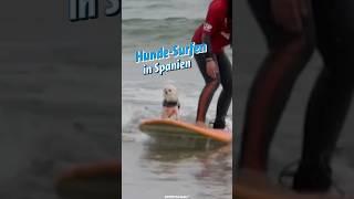 Hunde-Surfen in Spanien | Sportschau #Shorts