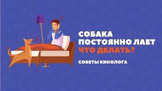 Собака постоянно лает. Что с этим делать?