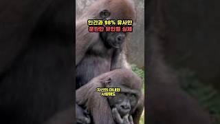 인간과 98% 같다는 유인원의 실체 ㄷㄷ