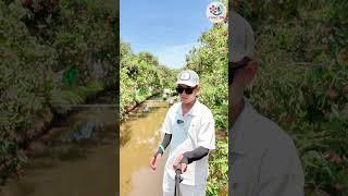 Vải thiều Thanh Hà Hải Phòng được mùa