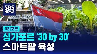 싱가포르 '30 by 30'…스마트팜 육성 / SBS / #D리포트