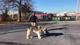 Allentown Dog Trainers ||| OLK9 Lehigh Valley ||| 1 Year Old Malamute/Shepherd Mix, Kenobi