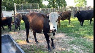 RAISING BEEF CATTLE FOR BEGINNERS – Feeding & Working Your Cattle