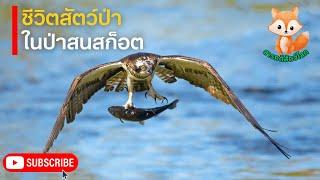 สารคดีสัตว์โลก ตอน ชีวิตสัตว์ และความแข็งแกร่งของต้นสนสก็อต | สารคดีสัตว์ สารคดี ใหม่ล่าสุด