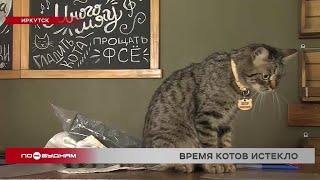 Единственное в Иркутске котокафе вынуждено закрыться