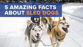 Iditarod Sled Dogs: Facts To Know