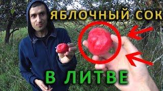 Жизнь в Литве. Как давить сок из яблок в Литве.