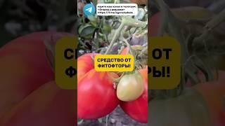 Забыл что такое фитофтора после этого средства #огород #фитовтора