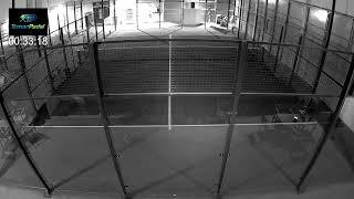 Padel em direto do Tomar Padel