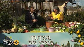 Vediamoci Chiaro Insieme - Come coltivare le zucchine in vaso sul balcone