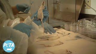 What Our Tax Dollars Could Pay for if it Didn't Fund Animal Tests