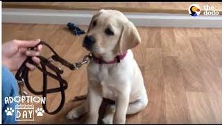 Guide Dog Gets So Excited When She Sees Her New Home - SMUDGE | The Dodo Adoption Day