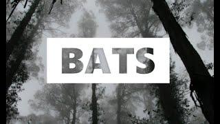 Eerie Halloween Ambience: Bats (10 mins) Flying in a Dark Forest Fall Autumn Screeching Red Eyes
