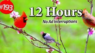 12 Hr. Uninterrupted Cat TV  Best of Birds in Trees Compilation & a Squirrel No Ads @LensMyth