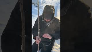 Петля для отлова Зайца-Беляка.#Охота#Байанай#Заяц#Якутия#Атасхаан#уоло5о