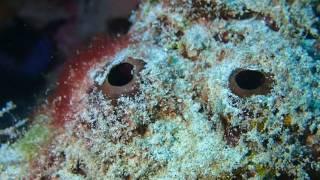 #170207 #Okinawa #Diving #4 kinds of Shrimps at Dargon lady point