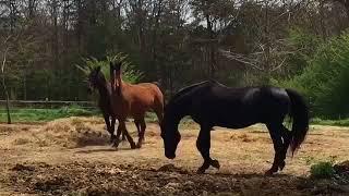 Pasture Breeding Morgan Horses - Educational - 4/01/18 Easter Sunday