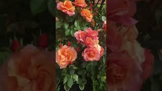 Розочка миниатюрная Импала Кордана,Кордес,Германия.