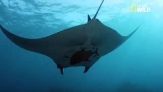 La raie Manta et le requin baleine, deux superbes spécimens des profondeurs