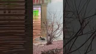 BEST BREAKFAST | DUCKS  GETTING IT IN | sex in the pond #travel #viral #duck #shorts