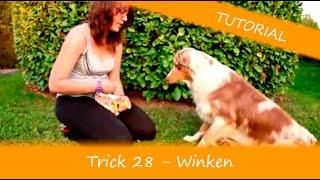 Trick 28 - Winken - Tutorial ( Hundetricks, Trickdogging, Hundetraining )