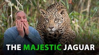 What is like to go on a Jaguar Tour in Pantanal - SouthWild