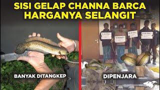 MIRIS! SISI GELAP KENAPA HARGA IKAN CHANNA BARCA BISA MAHAL SELANGIT