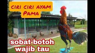 ciri ciri ayam Pama !!pemula jgn sampai kliru