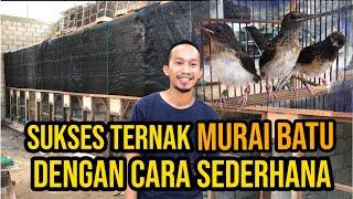 Cara Mudah beternak murai batu bagi pemula. Dari Penjodohan, perawatan, hingga panen