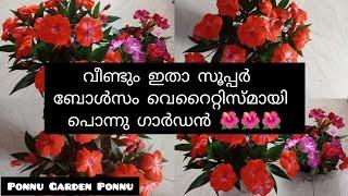 10 Veritys bolsam plants for Sale//ഓടിവായോ.... // Ponnu Garden Ponnu