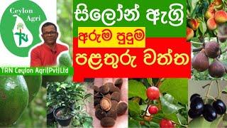 Palathuru Wagawa |පළතුරු වත්තෙ රවුමක් යමුද? අරුම පුදුම පළතුරු වත්ත | Ceylon Agri | Episode 50