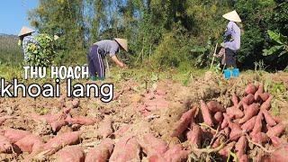 thu hoạch khoai lang  khoai mật lộc Bình |đào khoai cùng các cô trên bản