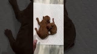 The tiniest Doggie #poodle #puppy #viral