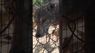 Indian wolf dimapur zoo         #indianwolf #wolf #dimapurzoo