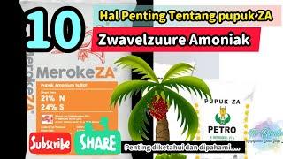 Pemupukan Kelapa Sawit || 10 Hal Penting tentang Pupuk ZA Bagi Kelapa Sawit