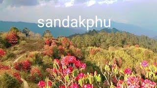 rhododendron flower#spring blossom of the Himalayas#sandakphu #darjeeling#singalilanationalpark.