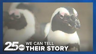 'We can tell their story' Cameron Park Zoo preps Penguins ahead of new exhibit opening