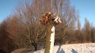 Winterwandeling Nieuwegein