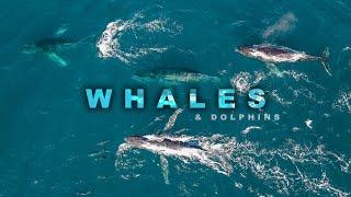 Unique Moments of Whales Breaching and Chasing Dolphins (4k Drone Footage | DJI Mavic Air 2)