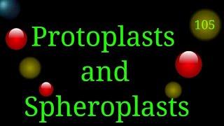 Protoplasts & Spheroplasts  @EnteMicrobialWorld#microbes #microbiology #bacteria #cellbiology #cell