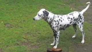 Dalmation dog plays at evening ESK TV