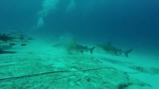 Bull Sharks Playa del Carmen 2016 sam markley