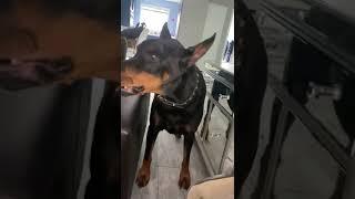 What’s it like EVERY-DAY Living with a Doberman? 🪫  Doberman Dog Funny Videos #shorts #doberman