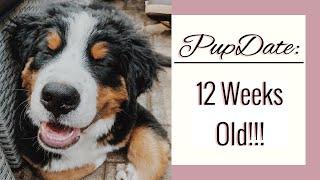 PUPDATE: 12 Week Old Bernese Mountain Dog | Diet, Energy, Teething, MONTAGE OF CUTENESS | Emma Bauer